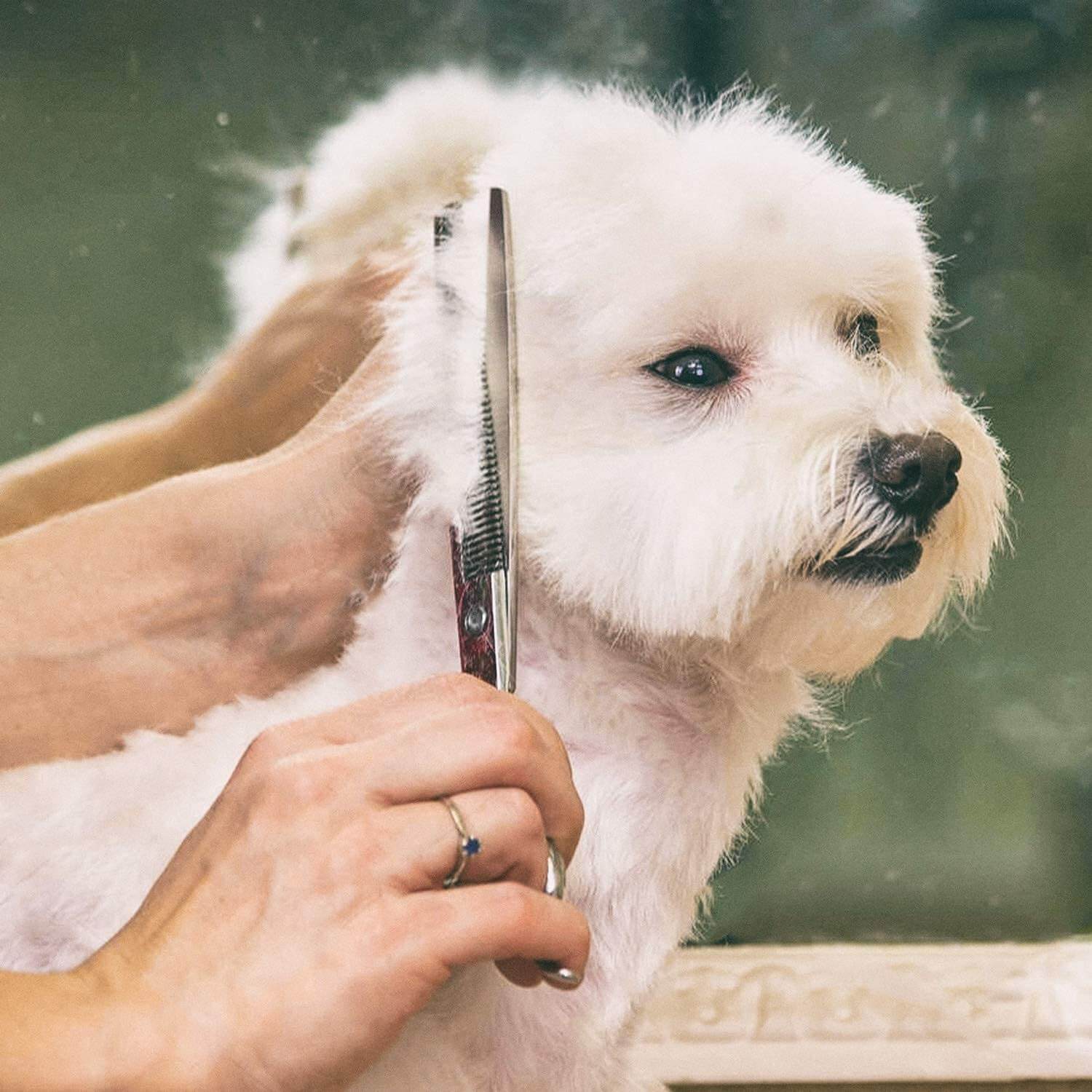6 in 1 Professional Dog Grooming Scissors Kit - LINWEY - Best 6 in 1 Professional Dog Grooming Scissors Kit