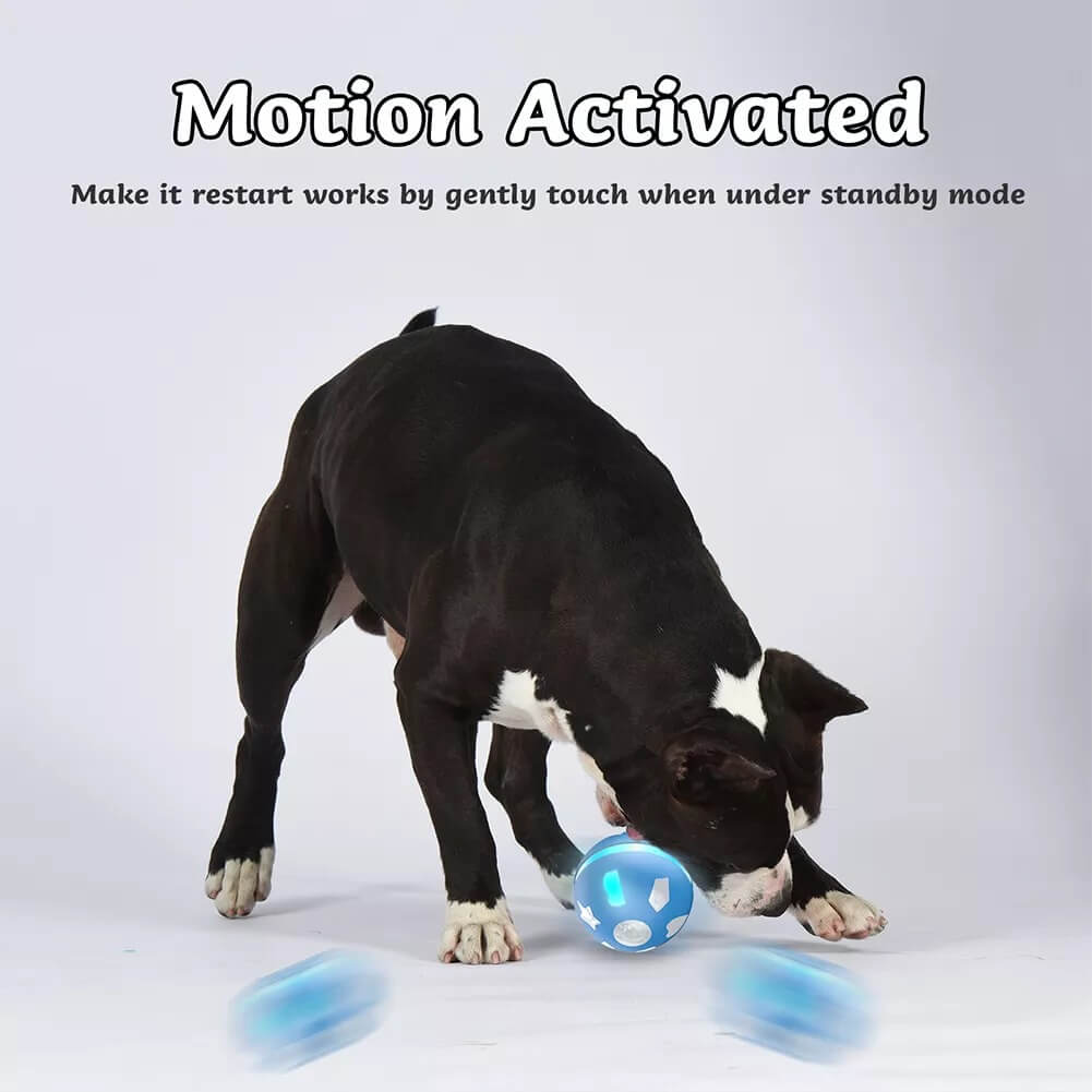 Interactive Wicked Ball for Cats & Dogs - LINWEY - Best Interactive Wicked Ball for Cats & Dogs